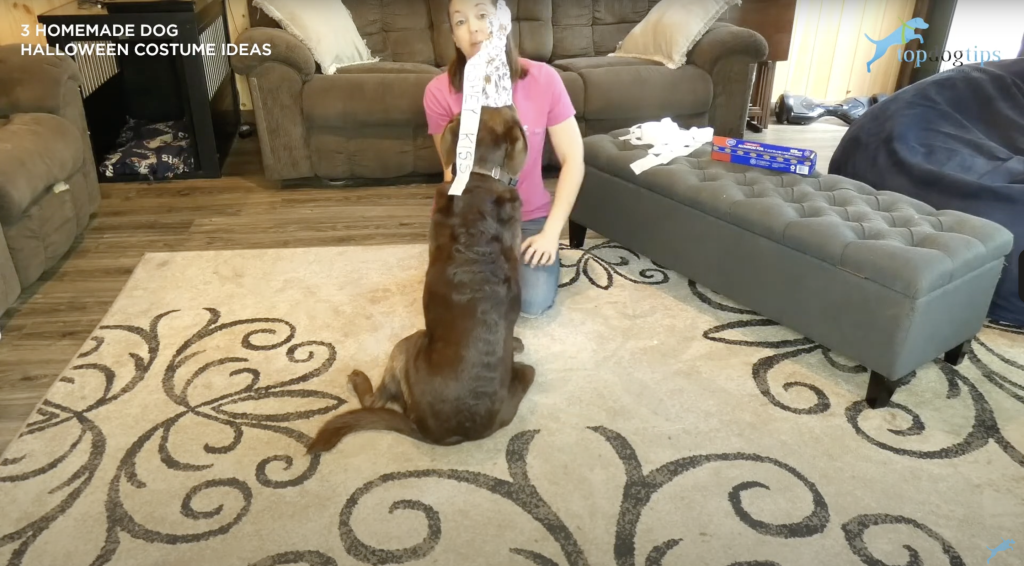 Homemade Halloween Dog Costume Idea: Hershey's Kisses